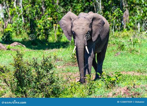 African Elephant or Loxodonta Cyclotis in Nature Stock Image - Image of ivory, grazing: 123697559