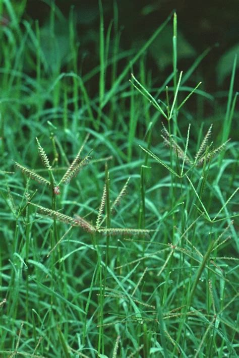 Cynodon dactylon (Bermuda grass): Go Botany