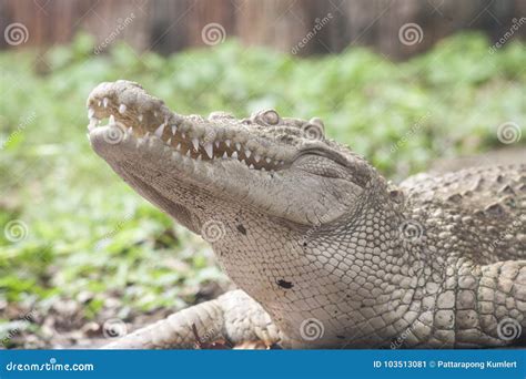 White Crocodile / Albino Siamese Crocodile Stock Image - Image of slow, animal: 103513081