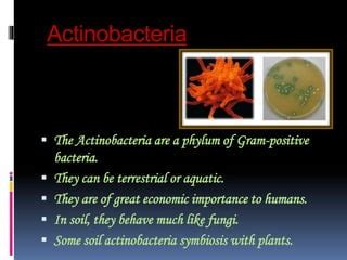 Actinobacteria | PPT