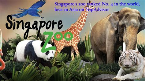 singapore zoo walk tour (4K) - YouTube