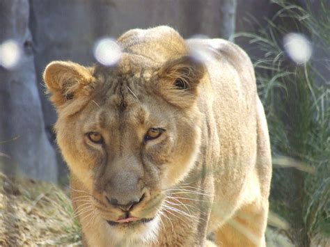 A First Look Inside London Zoo's Land Of The Lions | Londonist