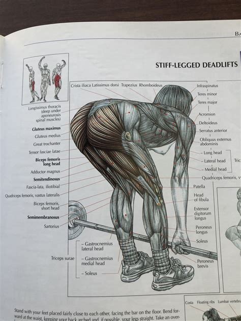 Strength Training Anatomy Your Illustrated Guide to Muscles at Work by Frederic Delavier: Very ...