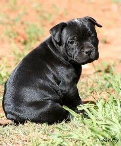 Panther Black Pitbull: Price, For Sale, Coat, Behavior, Care