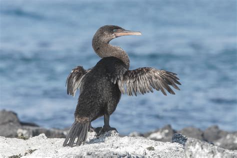 Galapagos Birding Tours - Wildlife - Birdwatching Tours - Birdquest