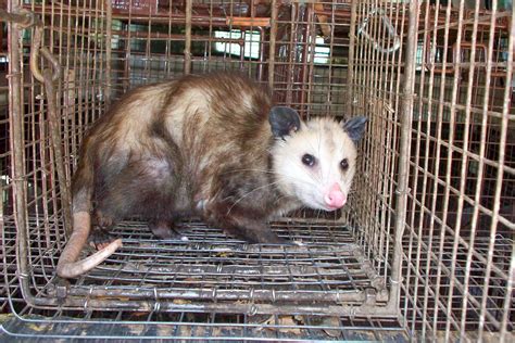 All City Animal Trapping: Opossum Trapping and Removal Services in Los ...