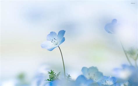 Blue and White Flower Wallpapers - Top Free Blue and White Flower Backgrounds - WallpaperAccess
