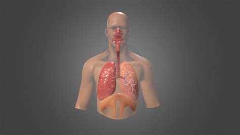 LUNG RESPIRATORY SYSTEM CROSS SECTION ANATOMY 3D Model | ubicaciondepersonas.cdmx.gob.mx