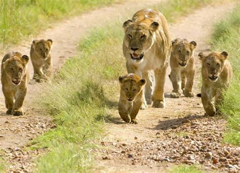 Mikumi National Park Animals | Mikumi National Park | Tanzania Safari