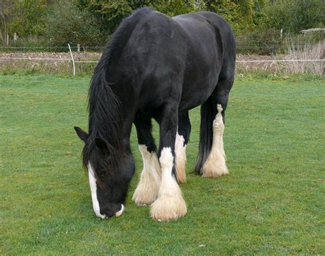 Shire Draft Horse from England. Used to pull heavy loads. | Draft horses, Horses, Big horses