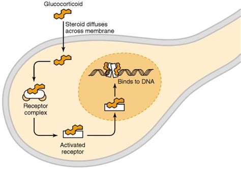 Glucocorticoid and Mineralocorticoid Receptors as Transcription Factors - Basic Neurochemistry ...