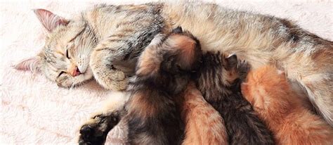 Cat Birth: How to Help Your Cat Throughout the Process - Care.com Resources