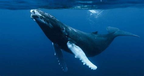 Humpback Whales: Characteristics, customs and much more