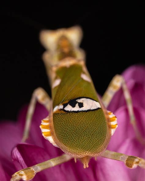 Flickriver: Most interesting photos tagged with flowermantis