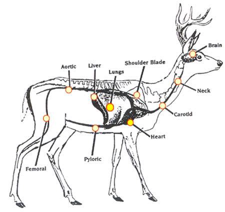 Deer Digestive System Diagram