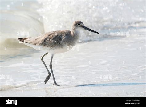 USA. Florida. Fort Myers beach, Lovers Key State Park. The beach ...