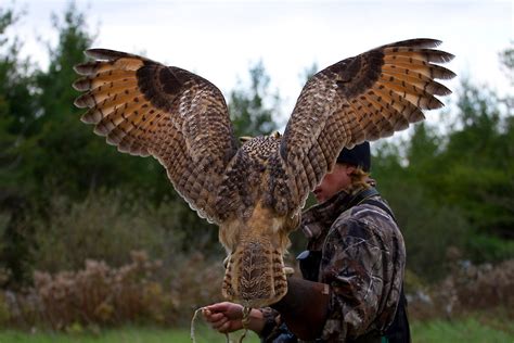 Ann Brokelman Photography: Eagle Owl, and Barn Owl - Captive Birds Oct 2011