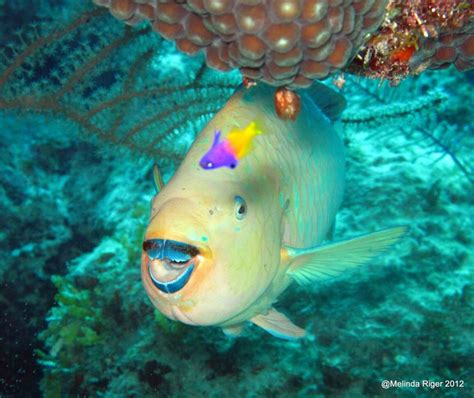 PARROTFISH: COLOURFUL CORAL CHARACTERS BAHAMAS REEF FISH (6) | ROLLING HARBOUR ABACO