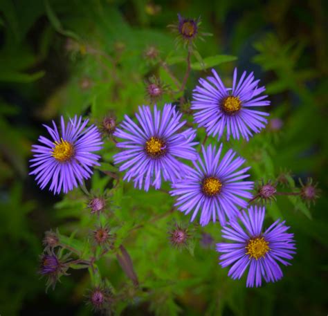 New England Aster — Ontario Native Plant Nursery | Container Grown | (705)466-6290