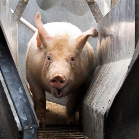 Shocking New Video Shows Reality of Italian Slaughterhouses