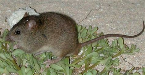 This adorable mouse was considered extinct for over 100 years — until we found it hiding in ...