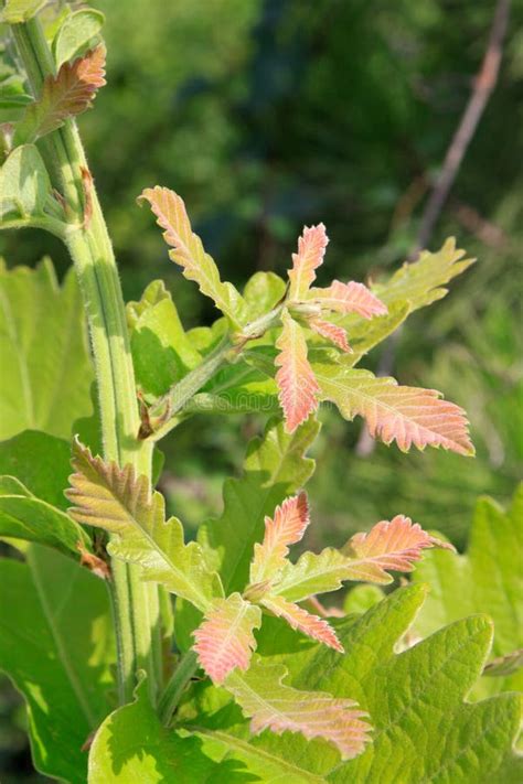 Oak leaf stock image. Image of asia, leaf, features, nature - 23639327