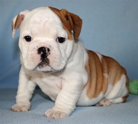 Most adorable bulldog puppies (PHOTOS) | BOOMSbeat
