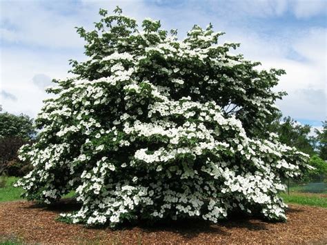 Cornus kousa, 'Venus' Dogwood | Brandywine Trees