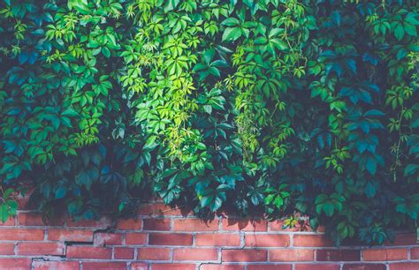 brick wall, bricks, bright, leaves, light, outdoors, pattern, plants, wall 4k, HD Wallpaper ...
