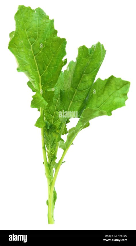 Hojas de mostaza como vegetales comestibles sobre blanco Fotografía de stock - Alamy