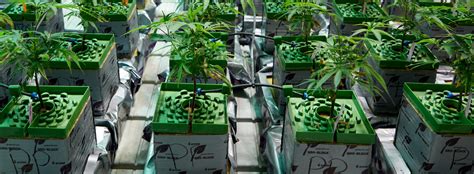 The Ultimate Guide To Hydroponic Weed Cultivation: Tips And Techniques