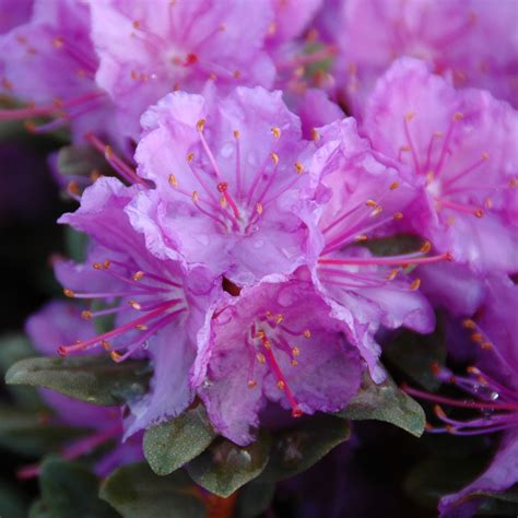 Rhododendron 'Purple Gem' | Rhododendrons | Arts Nursery Garden and ...