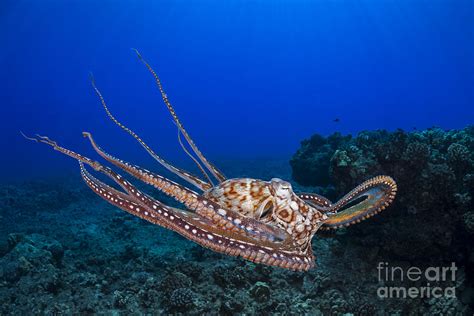 Octapus Cyanea Photograph by Dave Fleetham - Fine Art America