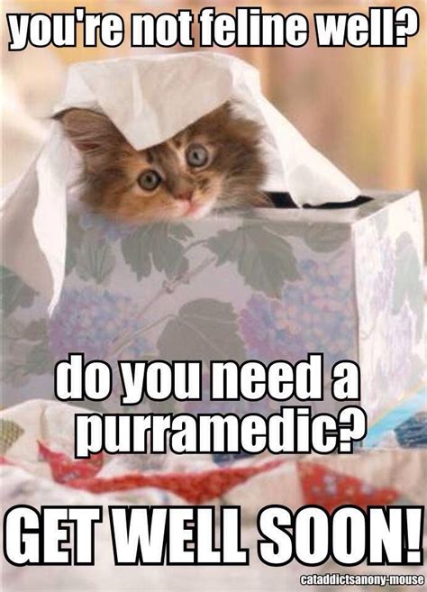 Purramedic? | Grappige katten, Kattenhumor, Schattige dieren