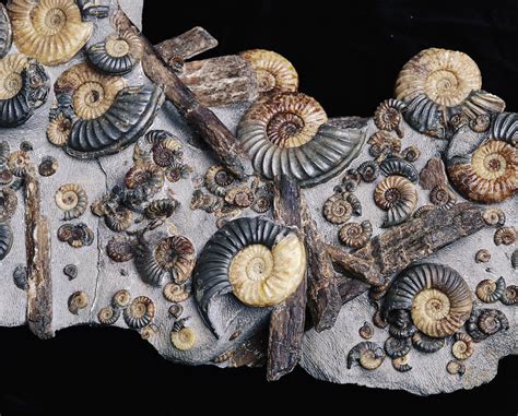 Ammonites Photograph by S. Stammers, Prepared By Andy Cowap - Fine Art America