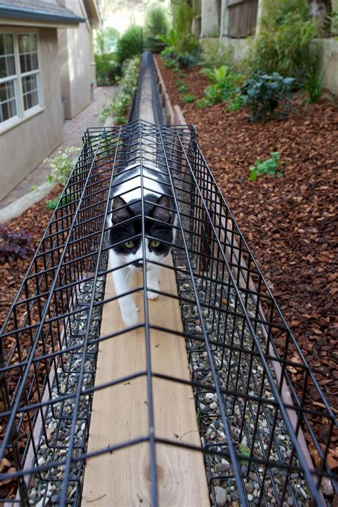 Catio Picture Gallery | Outdoor cat enclosure, Outdoor cats, Pet friendly backyard