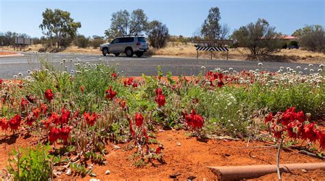 Alice Springs Desert Park - Tours and Activities | Expedia