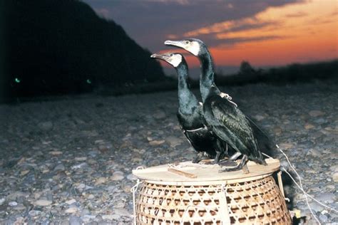 Ukai – cormorant fishing in Nagaragawa | VISIT GIFU