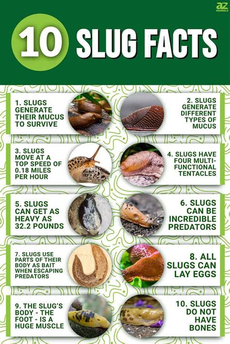 10 Notable Facts About Slugs - A-Z Animals