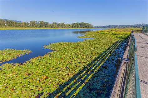 Burnaby Lake from Rowing Club | Burnaby Lake Regional Park, … | Flickr