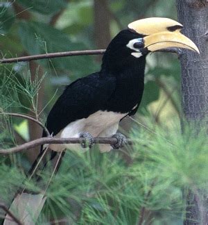 6 Jenis Burung Rangkong (Enggang) dan Karakteristiknya - ArenaHewan.com