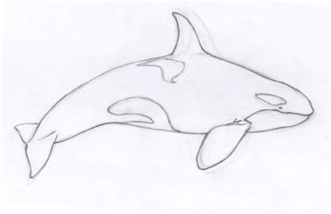 Orca Drawing - ClipArt Best