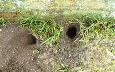 Do rats burrow under foundations? - Pestology