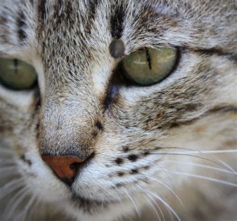 Cat Warts [With Pictures]: Causes and Treatment Options - Cat-World