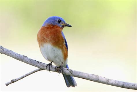 10 Cool Facts of Eastern Bluebird