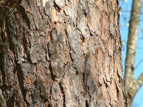 A Year With the Trees: Virginia Pine - Pinus virginiana