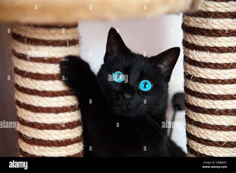 Black cat is playing Stock Photo - Alamy