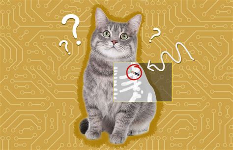 Microchip Registration for Kittens: Why It's Important and How to Do It