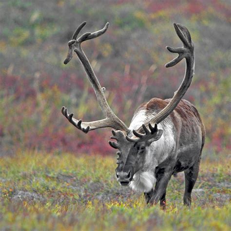 Alaska | Rangifer tarandus