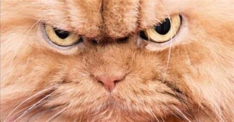 angry cat stare - Google Search | Angry cat, Cats, Pets cats